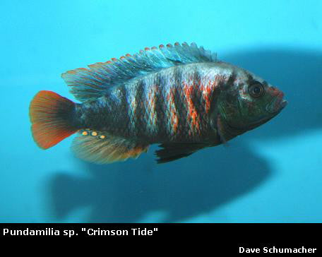 Pundamilia sp. ''Crimson Tide'' Kenya – Dave's Rare Aquarium Fish