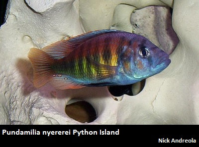 Pundamilia nyererei Python Island