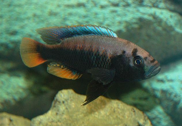 Pundamilia nyererei Ruti Island