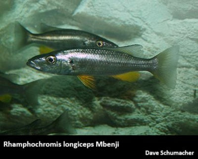 Rhamphochromis longiceps "Malawi Barracuda"