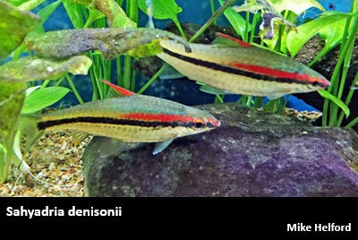 Sahyadria denisonii "Roseline Barb"
