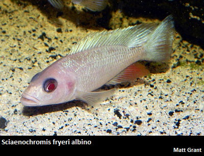 Sciaenochromis fryeri albino