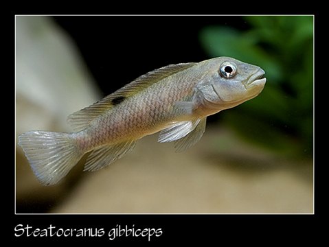 Steatocranus Gibbiceps – Dave's Rare Aquarium Fish