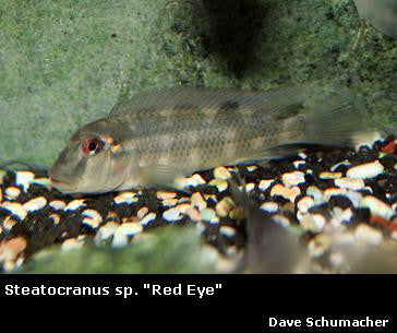 Steatocranus sp. ''Red Eye''