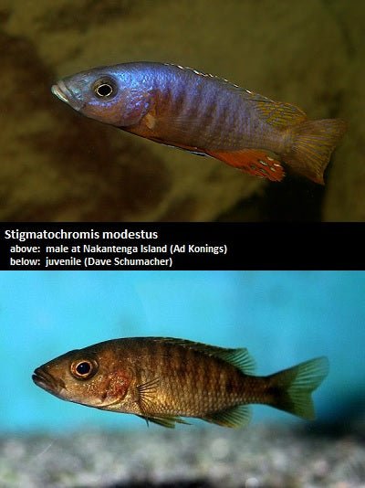 Stigmatochromis modestus ''Red''