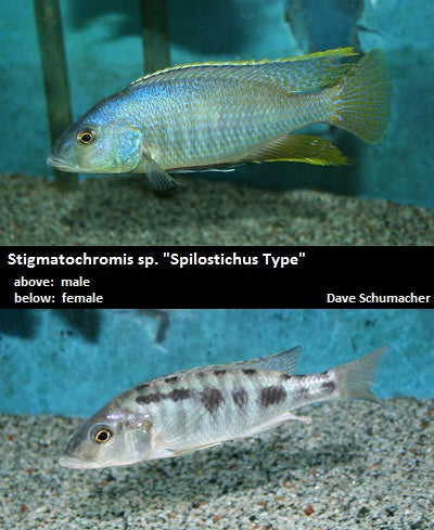 Stigmatochromis sp. "Spilostichus Type"