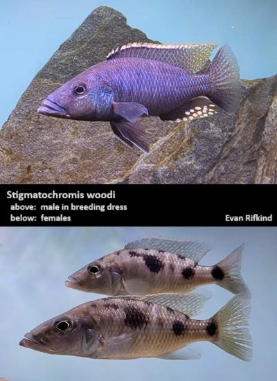 Stigmatochromis woodi