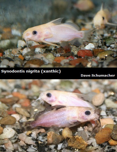 Products – Page 6 – Dave's Rare Aquarium Fish