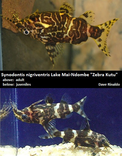 Synodontis nigriventris Lake Mai-Ndombe ''Zebra Kutu''