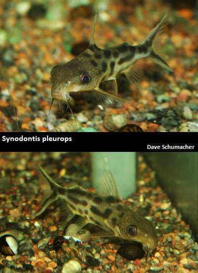 Synodontis pleurops ''Hammerhead Syno''