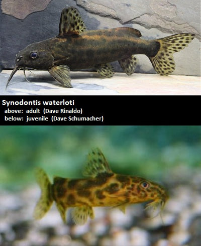 Synodontis waterloti ''Yellow Syno''
