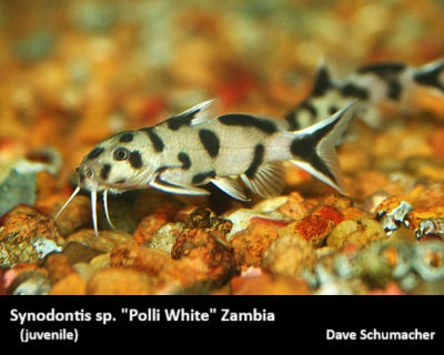Synodontis sp. "Polli White" Zambia