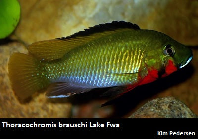 Thoracochromis brauschi Lake Fwa ''Blood Throat''