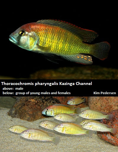 Thoracochromis pharyngalis Kazinga Channel