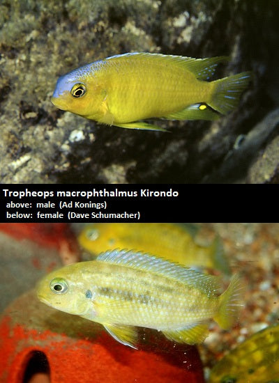 Tropheops macrophthalmus Kirondo