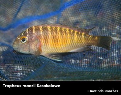 Tropheus moorii Kasakalawe "Pineapple"