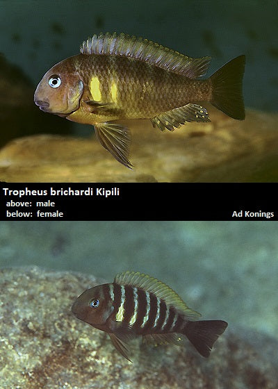 Tropheus brichardi Kipili
