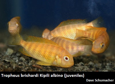 Tropheus brichardi Kipili albino