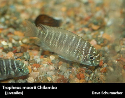 Tropheus moorii Chilambo "Yellow Rainbow"