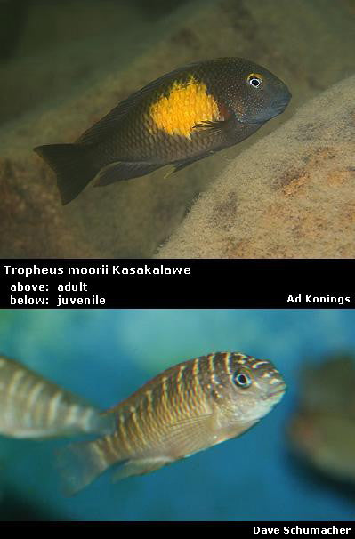 Tropheus moorii Kasakalawe "Pineapple"
