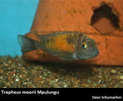 Tropheus moorii Mpulungu "Pineapple"