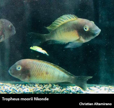 Tropheus moorii Nkonde "Yellow"