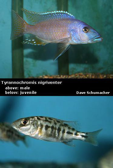 Tyrannochromis nigriventer Tanzania "Orange Spot"