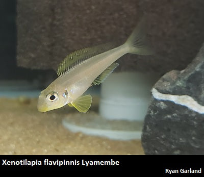 Xenotilapia flavipinnis Lyamembe