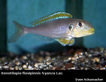 Xenotilapia flavipinnis Nyanza Lac