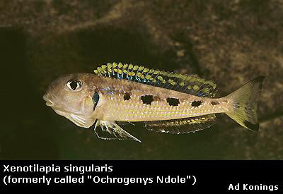 Xenotilapia singularis Kipili "Ochrogenys Ndole"