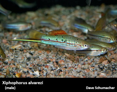 Xiphophorus alvarezi "Chiapas Swordtail"