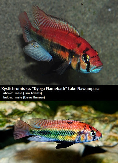 Xystichromis sp. ''Kyoga Flameback'' Lake Nawampasa