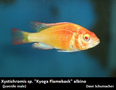 Xystichromis sp. ''Kyoga Flameback'' Lake Nawampasa albino