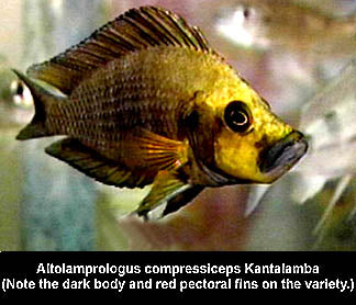 Altolamprologus compressiceps Kantalamba "Gold Head"