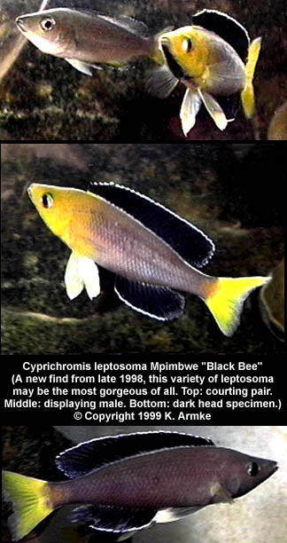 Cyprichromis sp. "Leptosoma Jumbo" Mpimbwe "Black Bee"