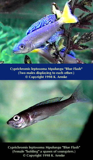 Cyprichromis leptosoma Mpulungu "Blue Flash"