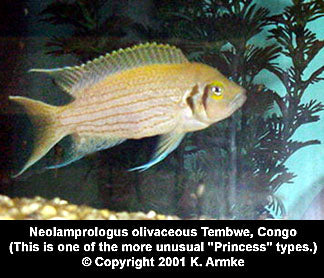 Neolamprologus olivaceous Tembwe