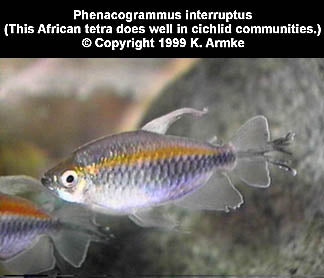 Phenacogrammus interruptus ''Congo Tetra''