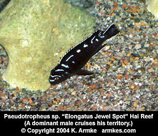 Chindongo sp. ''Elongatus Spot'' Hai Reef ''Jewel Spot''