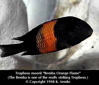 Tropheus sp. ''Black'' Bemba ''Orange Flame''