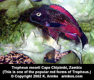 Tropheus sp. "Red" Chipimbi "Red Stripe"