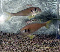 Xenotilapia flavipinnis Kekese